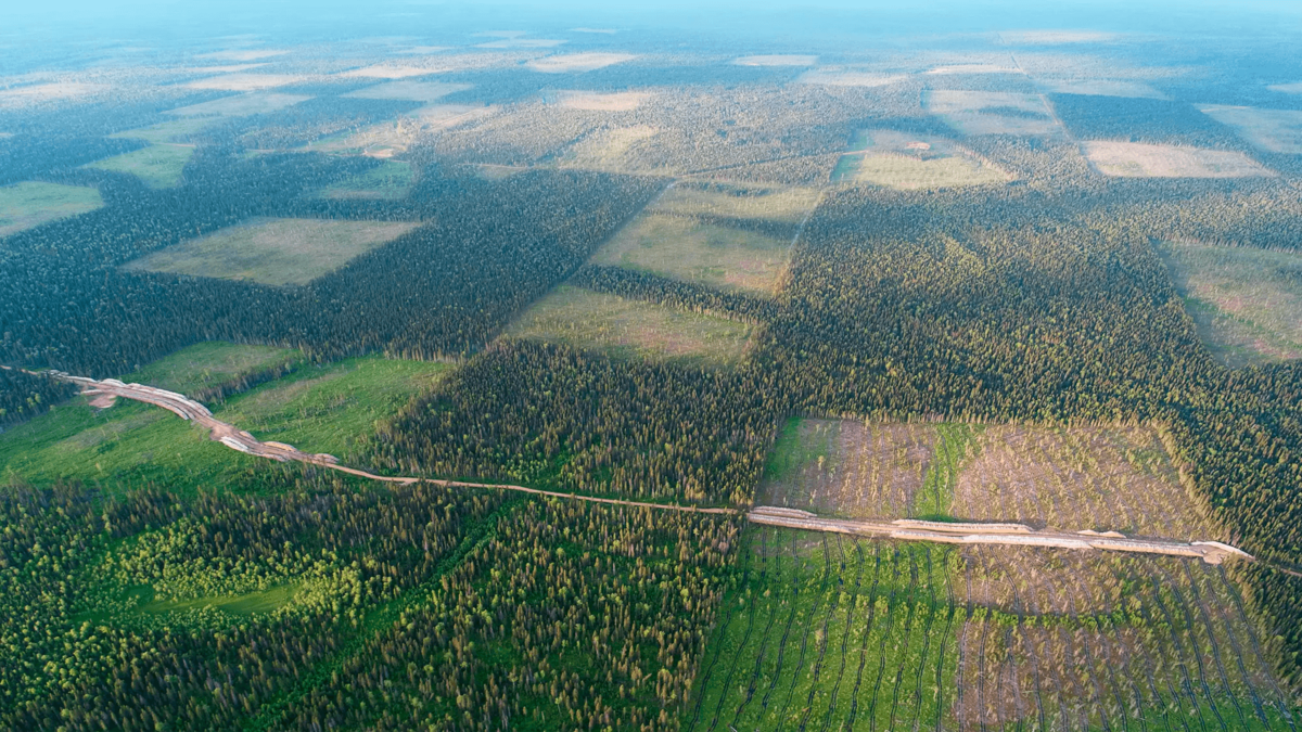 Фото тайги со спутника