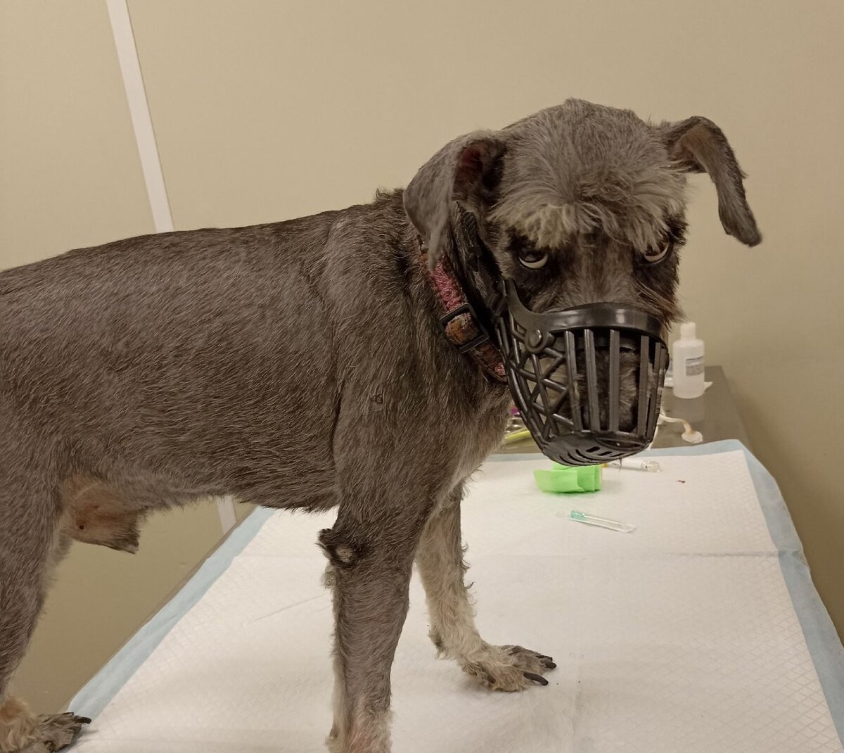 Мартик "осуждает" - когти состригли, помыли-побрили, по врачам возят, хулюганы!