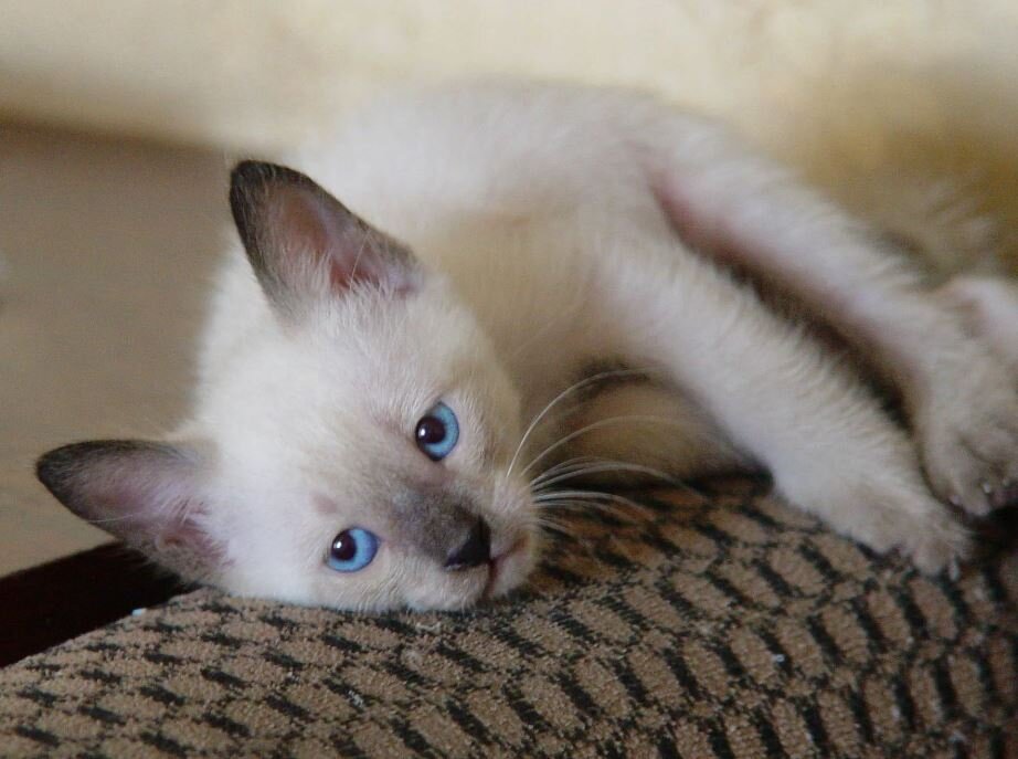 Котёнкоприручение хозяйки. 9-1 | Родом из детства | Дзен