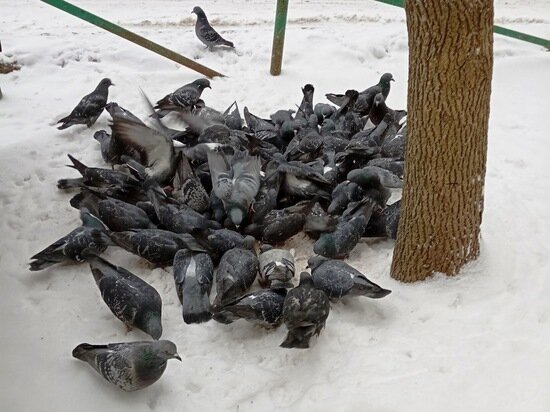     Фото: Вячеслав Коротин