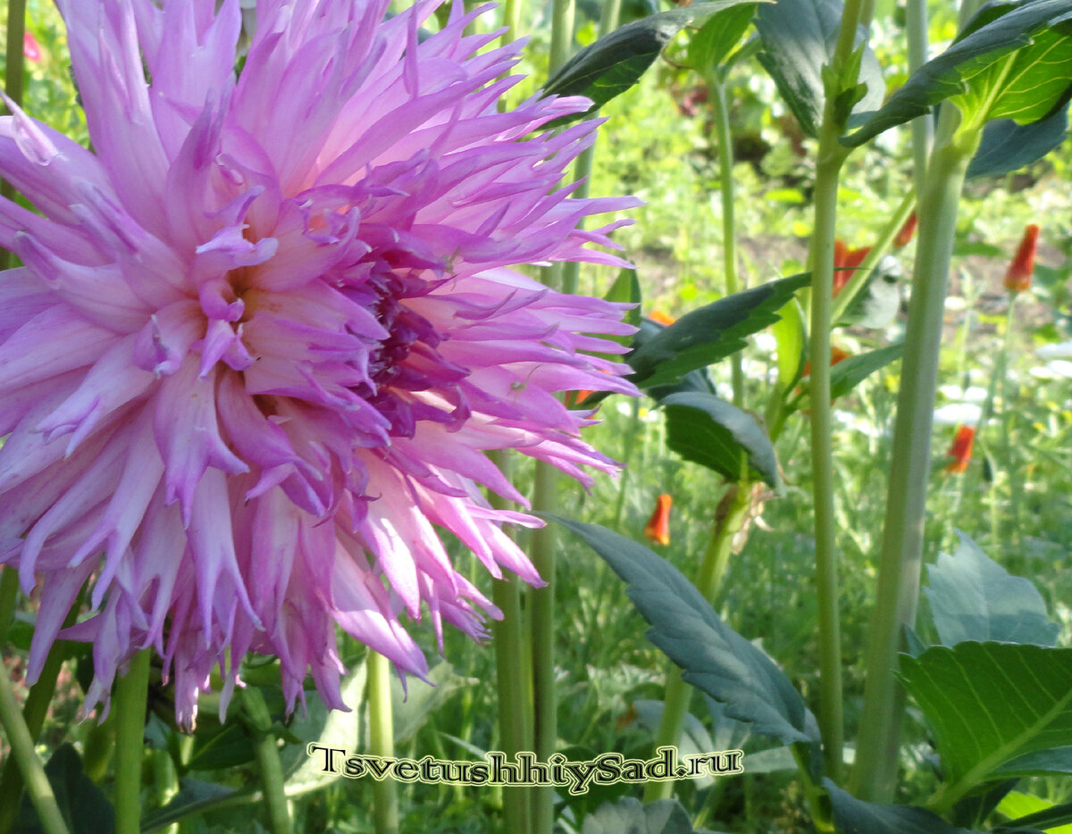 Георгина Snoho Diane