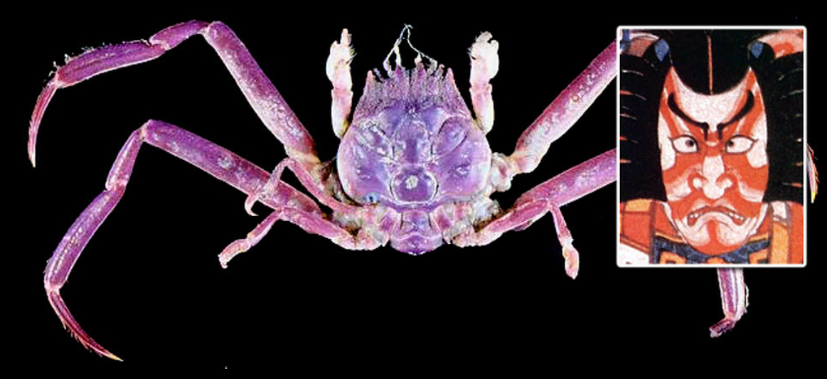 Как по мне, мордашка на панцире симпатичнее, чем на картинке...