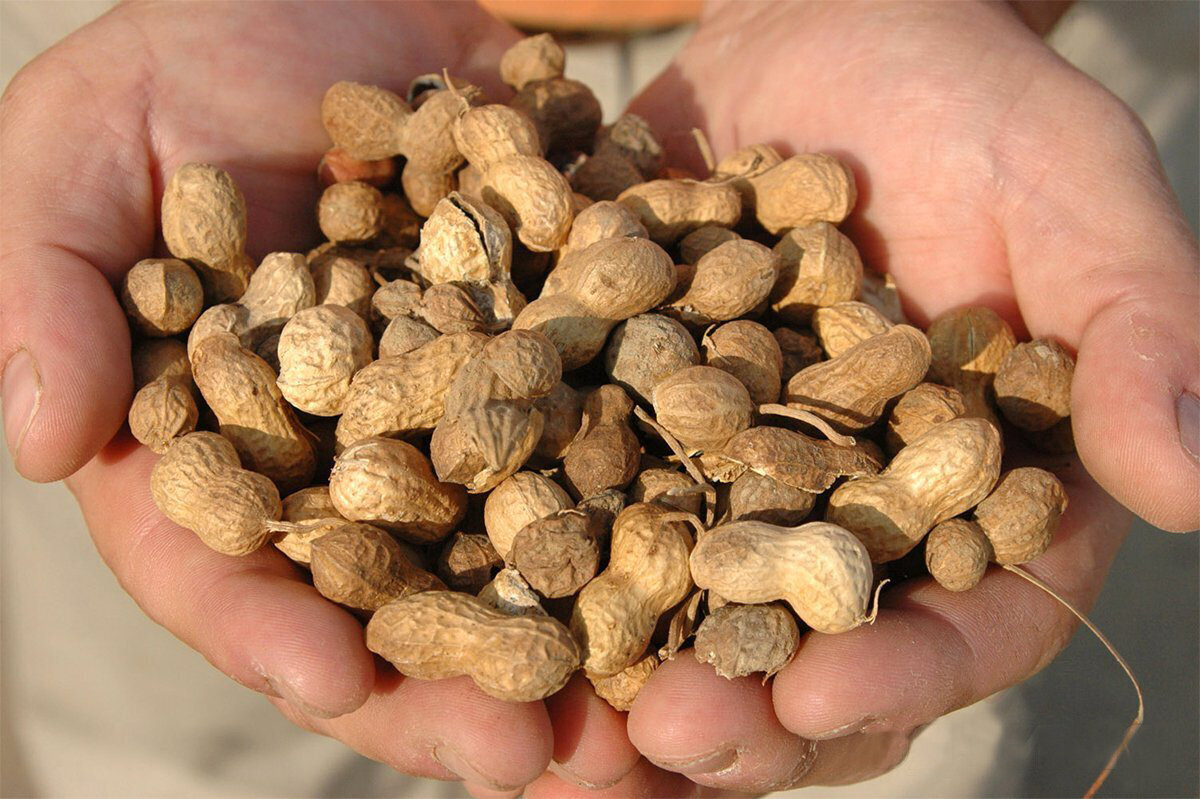 Земляной орех арахис