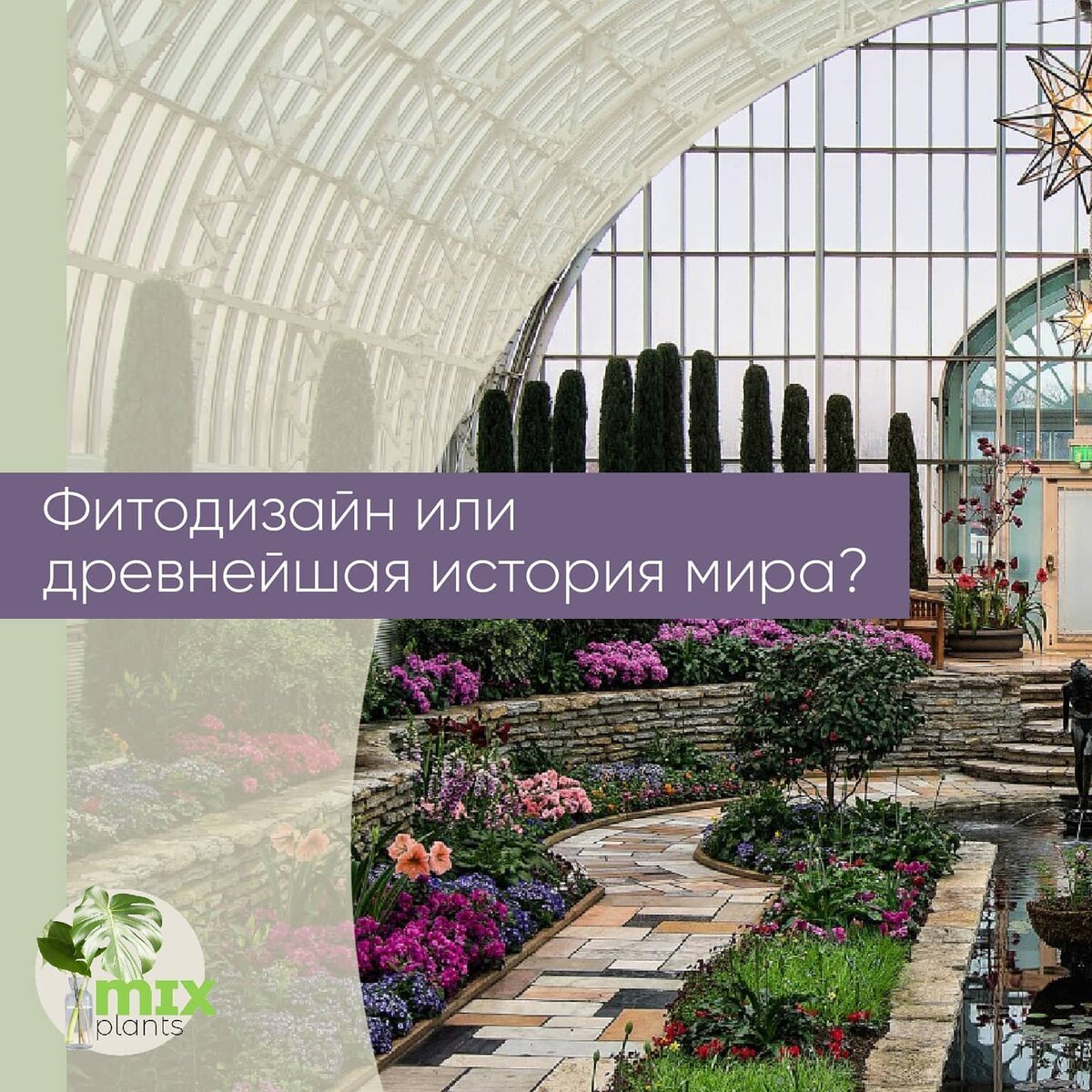 Фитодизайн или древнейшая история мира? | Mixplants | Дзен