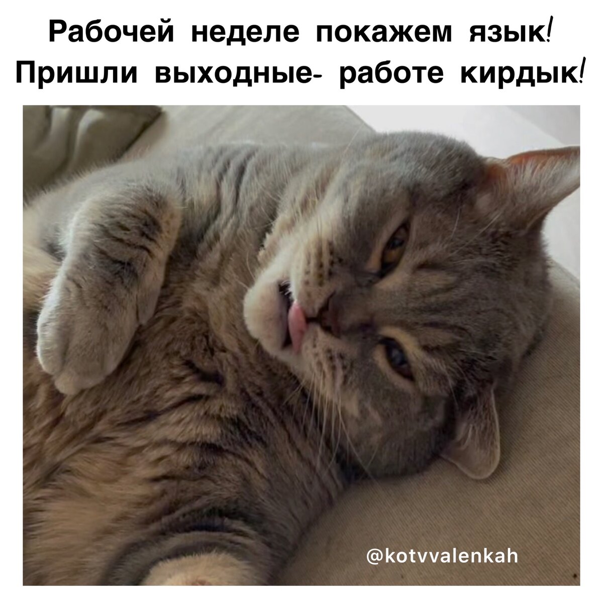 Мемы субботы, предпраздничные 😽 | Кот в валенках Марсель | Дзен