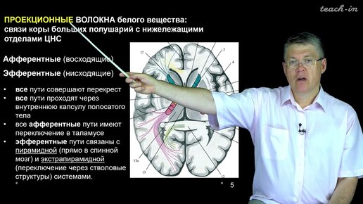 下载视频: Дубынин В. А. - 100 часов школьной биологии - 1.19 Большие полушария и мозжечок