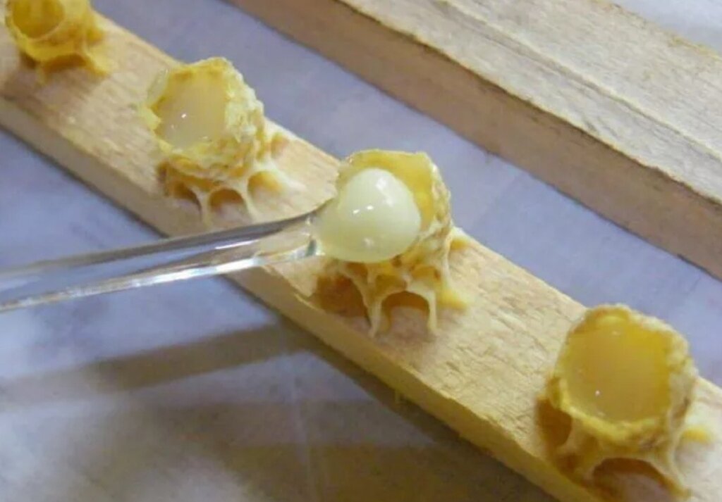 пчеловодство форевер маточное молочко. замороженное маточное молочко. пчелиное маточное молочко нативное. сбор маточного молочка. маточное молочко пчелиное.