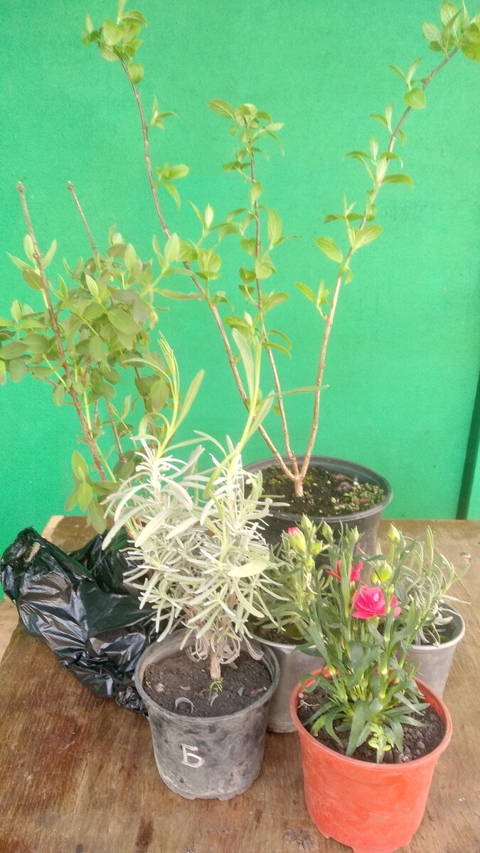 Лавандин, гортензия жимолость и гвоздичка