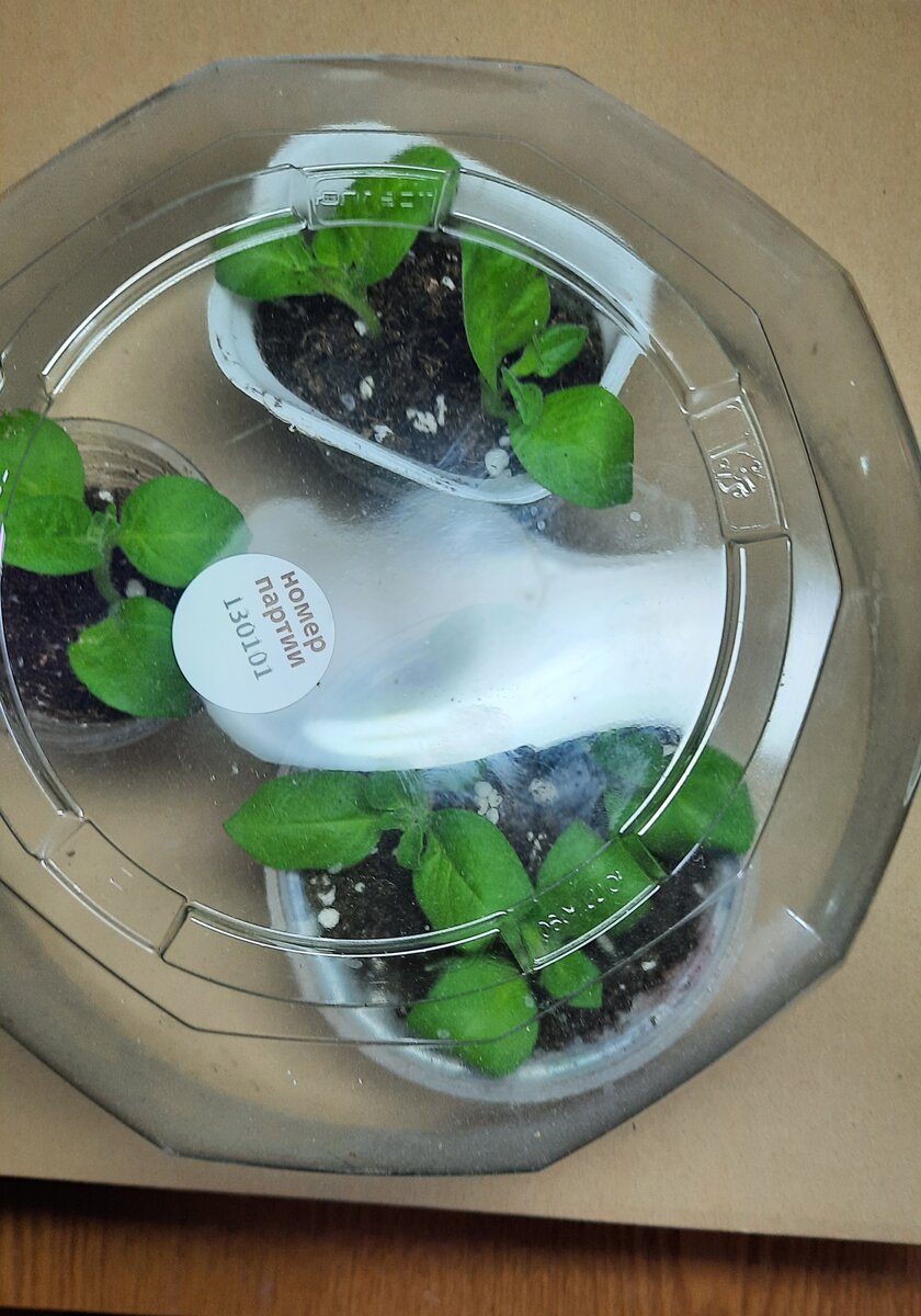 Черенки петунии 