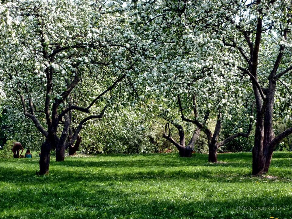 Яблоневый сад москва крылатское. Яблоневые сады в тульской области. Яблоневый сад в москве коломенское. Цветение яблонь в коломенском 2023. Яблоневый сад коломенское 2022 белая церковь.