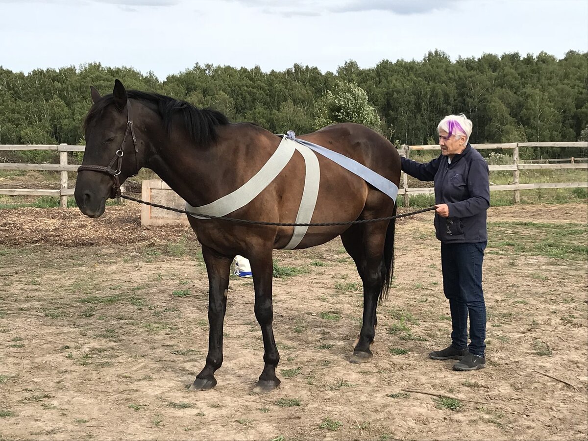 Старший Инструктор ТиТач Робин Худ демонстрирует ТиТач обёртывания на лошади