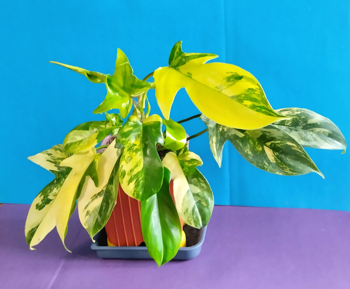 Филодендрон вариегатный. Фото автора.