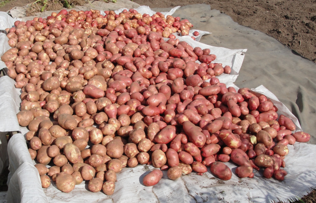 Урожайность картофеля у двух. Картошка в деревне. Деревенская картошка. Египетский картофель. Деревенская картошка маленькая.