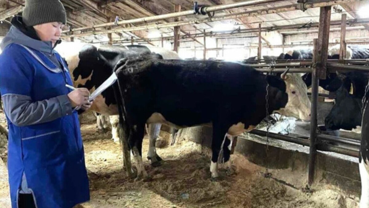     За процессом его появления на свет наблюдали сотрудники технологического факультета Бурятской сельскохозяйственной академии