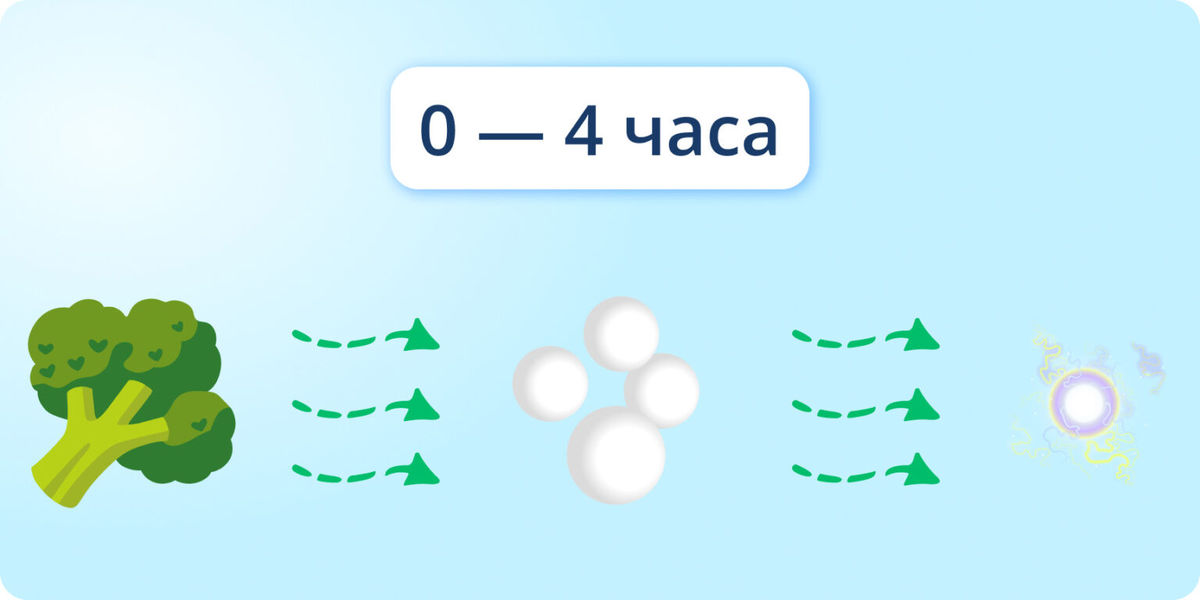 Анаболическая стадия длится до 4 часов