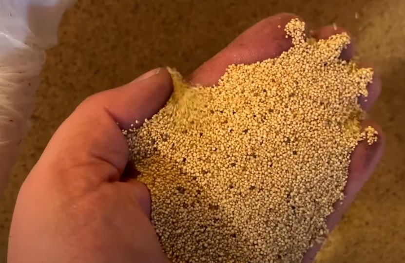 Амарант-прибыльно, легко, полезно? Есть ли у этой культуры перспективы на нашем рынке?