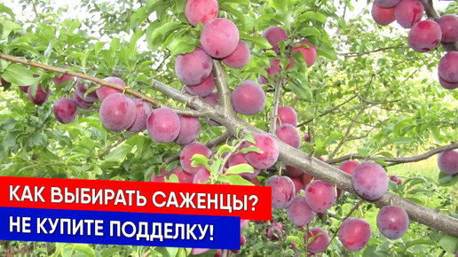 Как выбирать саженцы? Не купите подделку!