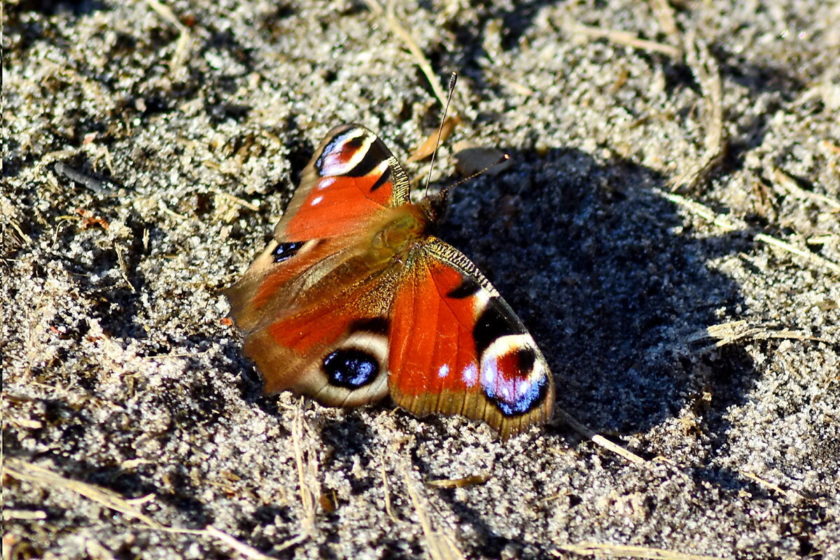 Бабочка Павлиний глаз