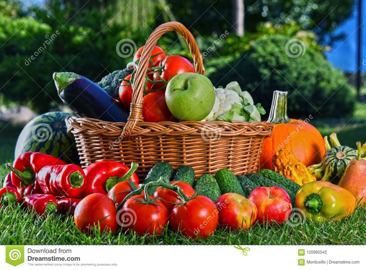 овощи с огорода фото