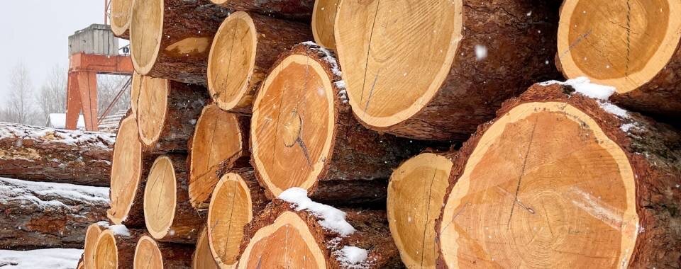 Бревно лиственницы 