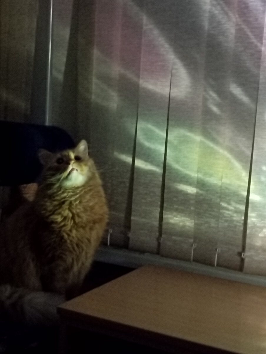 Бакс медитирует. 