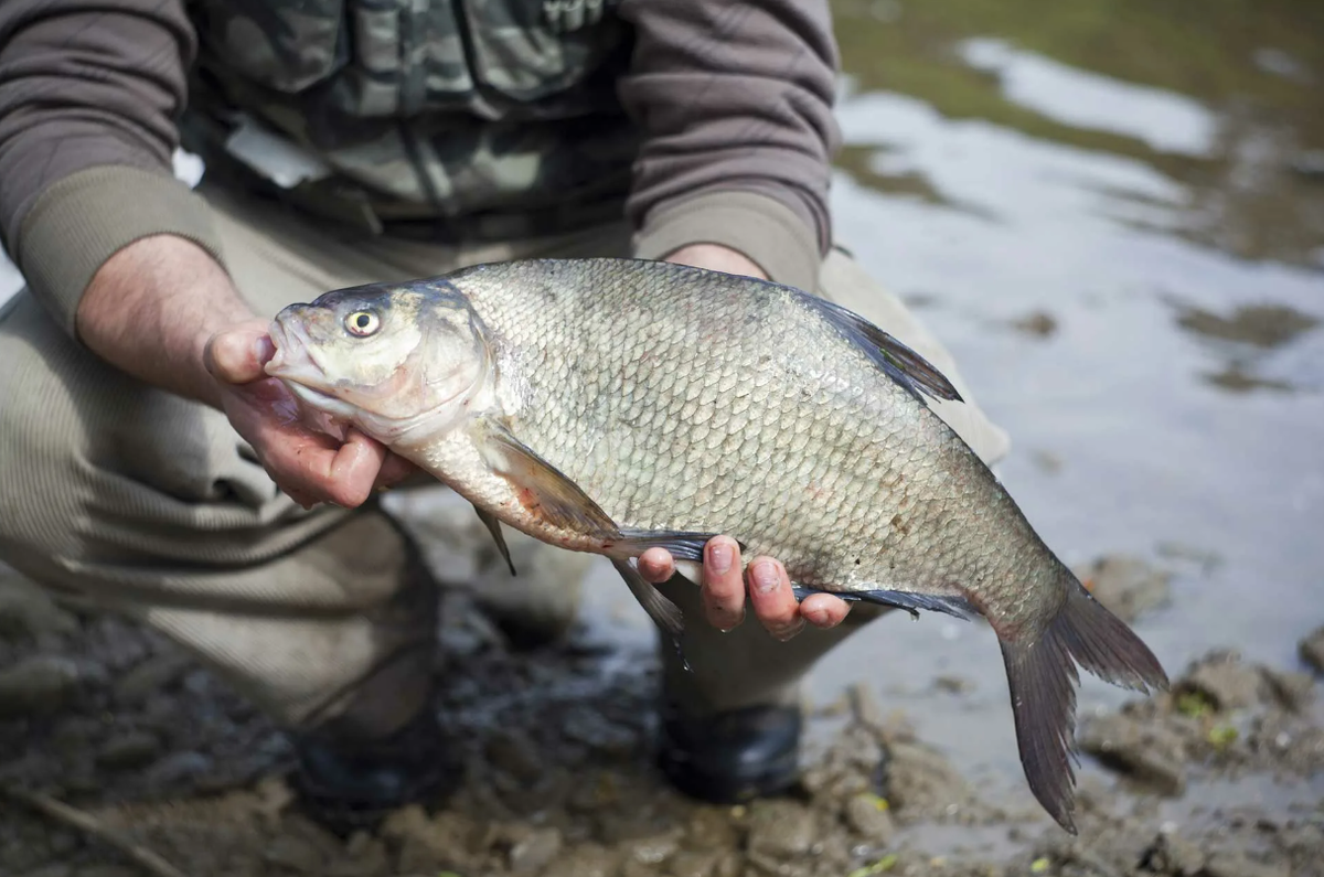 Большой лещ пойманный на реке . Источник фото fishingbook.ru