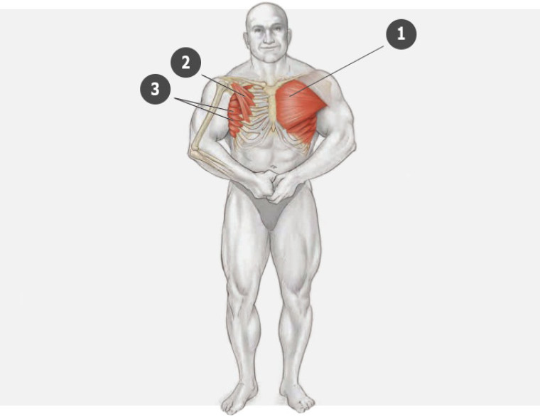 Нижние мышцы груди. Грудные мышцы анатомия. Упражнения для боковых мышц грудной клетки. Упражнения на малую грудную мышцу. Большая грудная мышца тренировка.