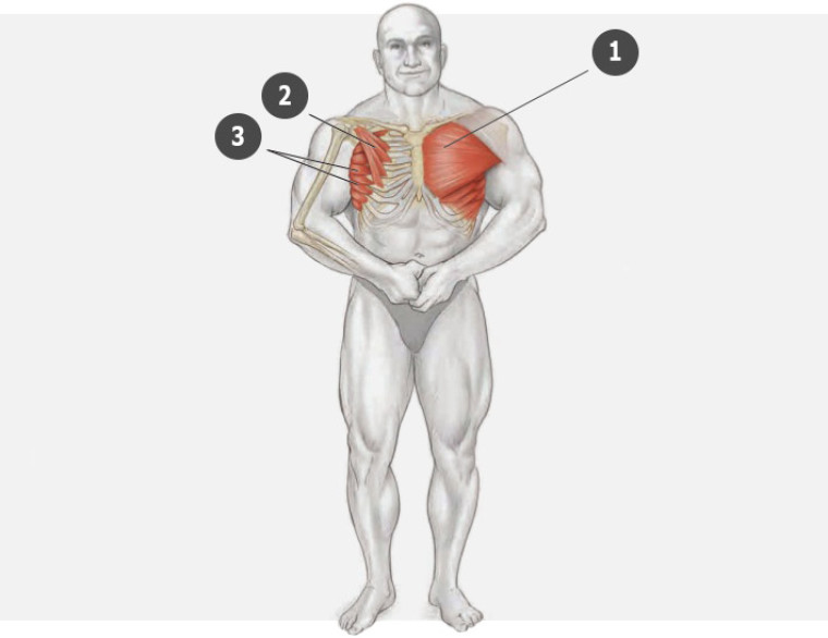 Мало на качал. Грудные мышцы анатомия. Упражнения для боковых мышц грудной клетки. Упражнения на малую грудную мышцу. Большая грудная мышца тренировка.