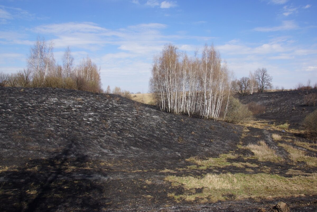 травы тульской области фото с названиями