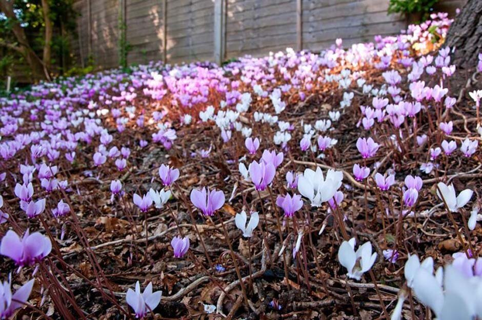 Некоторые растения, такие как этот цикламен, исчезают под землей до следующего сезона.