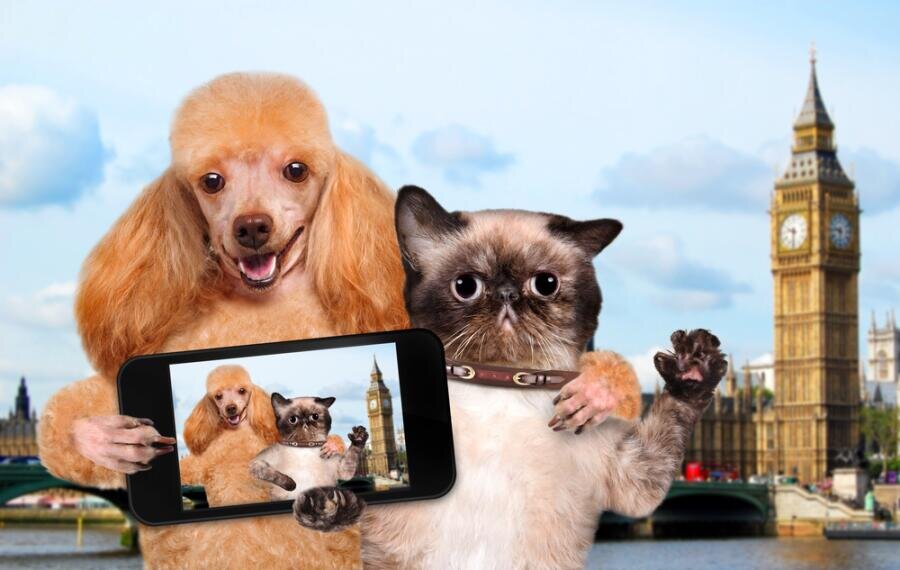    Какова кошачья жизнь и животный мир в Англии? Фото: Depositphotos