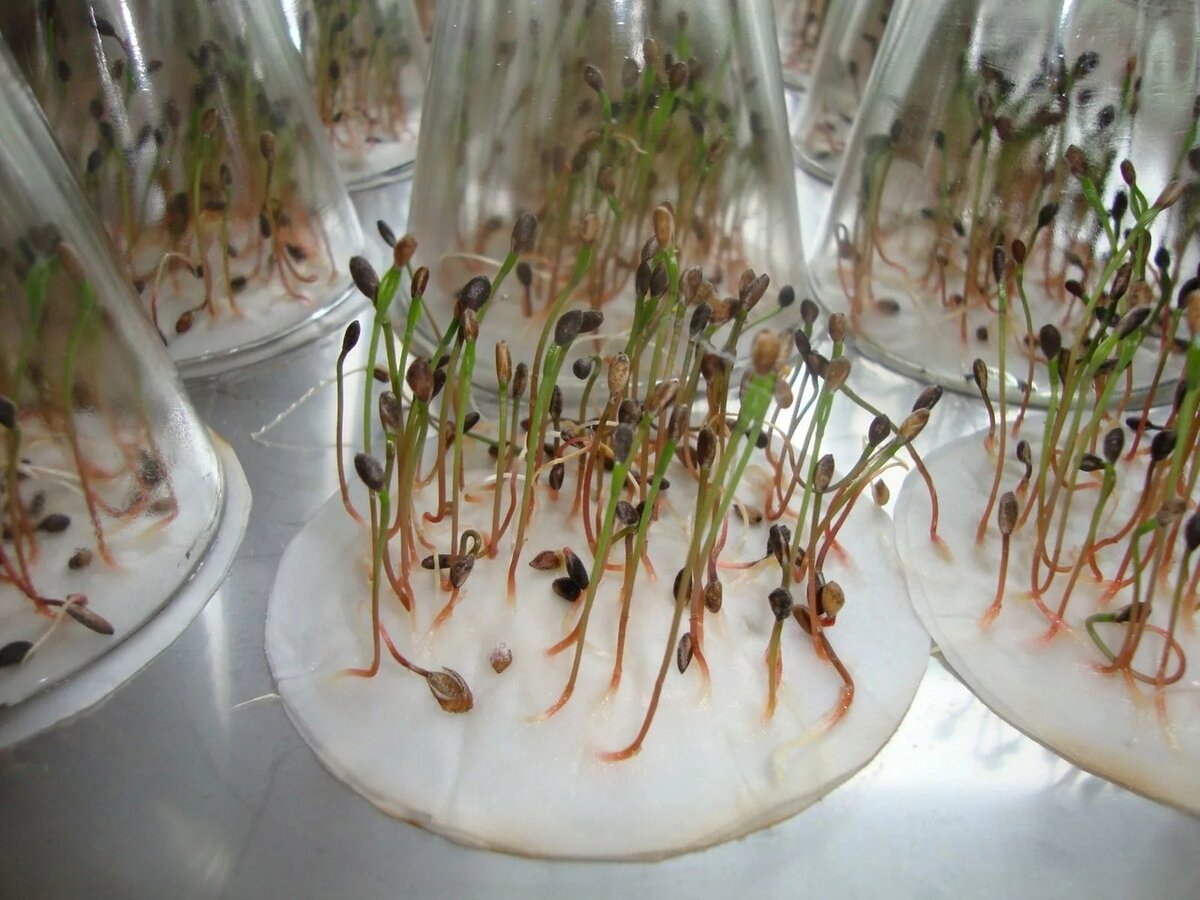 Необходимость воды и воздуха для прорастания семян. Пророщенные семена фасоли. Какие семена прорастают в воде. Какие семена прорастают в воде. Как прорастают семена.