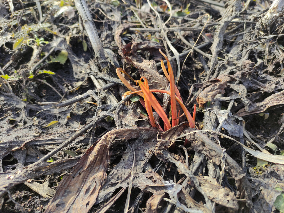 А это чьи рыжие щупальца лезут?