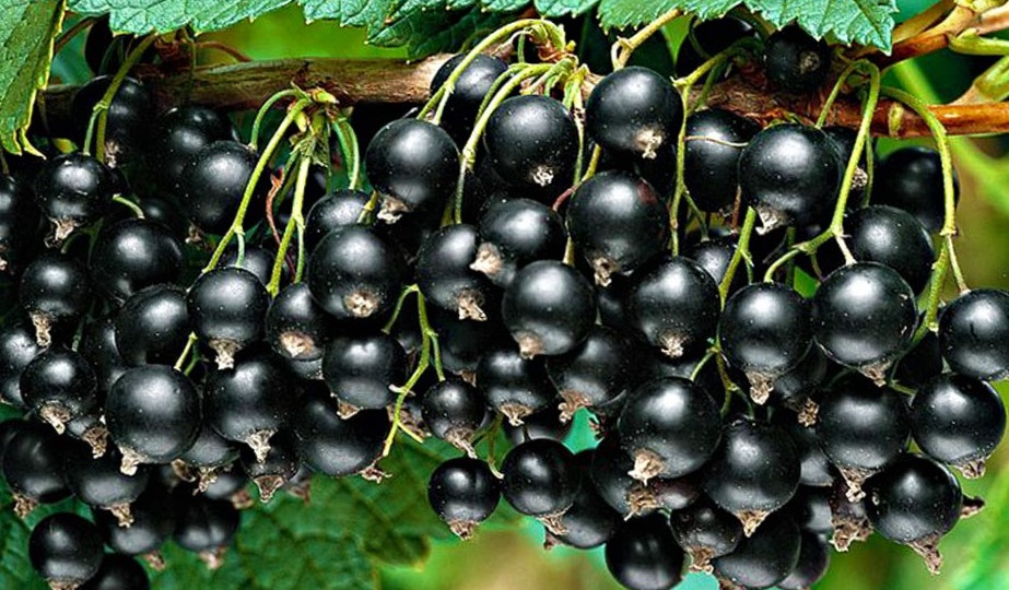 ТОП самых урожайных, крупных и сладких сортов черной смородины