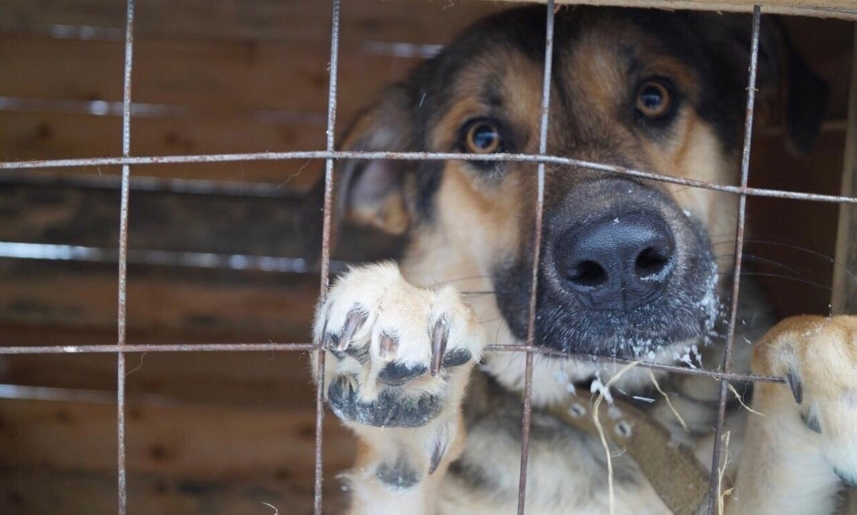 Фото: userapi.com