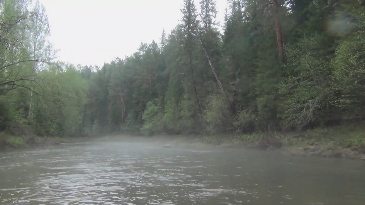 Это место тайги приметно тем, что на берегу муравейник и с Федоровичем плыли на лодке и я увидел медведя ковыряющийся в муравейнике - я крикнул - Медведь отскочил к стволу рядом стоящей сосны и спрятался за ней. Федорович спрашивает, а где медведь. Мне пришлось еще раз крикнуть и тогда Медведь побежал в сторону от ствола сосны и Медведя стало видно. Мы думали Медведь убежал, но когда лодка поравнялась с местом муравейника - Федорович увидел, что Медведь и не думал убегать - поднялся чуть выше по косогору и стоит ждет когда мы проплывем. Федоровича удивило какой красивый Медведь - как ОЛИМПИЙСКИЙ МИШКА выразился Федорович. Мы живем долго в тайге и видно Медведь к нам привык и не убегает, а просто пропустит и занимается своими делами. И тропа наша ежедневная проходит по тому таежному месту с муравейником.