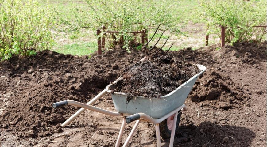 Крыжовник куст. Крыжовник куст рассада. Мульчирование крыжовника. Мульчирование ремонтантной малины. Кусты смородины в мульче.