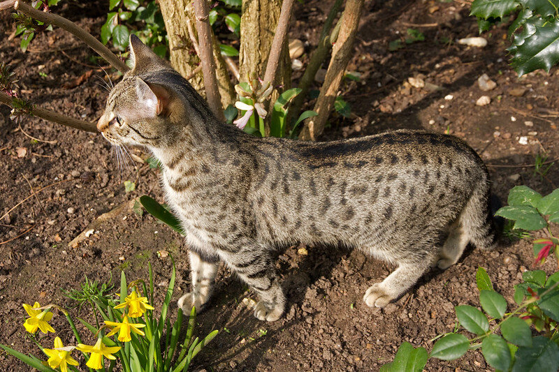 Габриель  - фото из открытого источника
