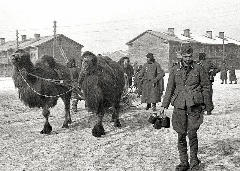 Во время Великой Отечественной войны в вооружённых силах служило множество разнообразных животных. Это собаки, голуби, кошки, медведи, олени, лоси, мулы. Отдельно стоит упомянуть верблюдов.