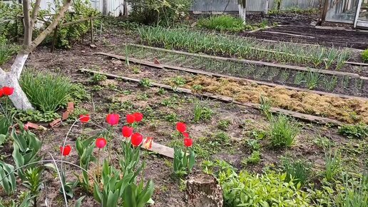 Дача на юге Подмосковья в начале мая: вишнёвое буйство, ожившие розы