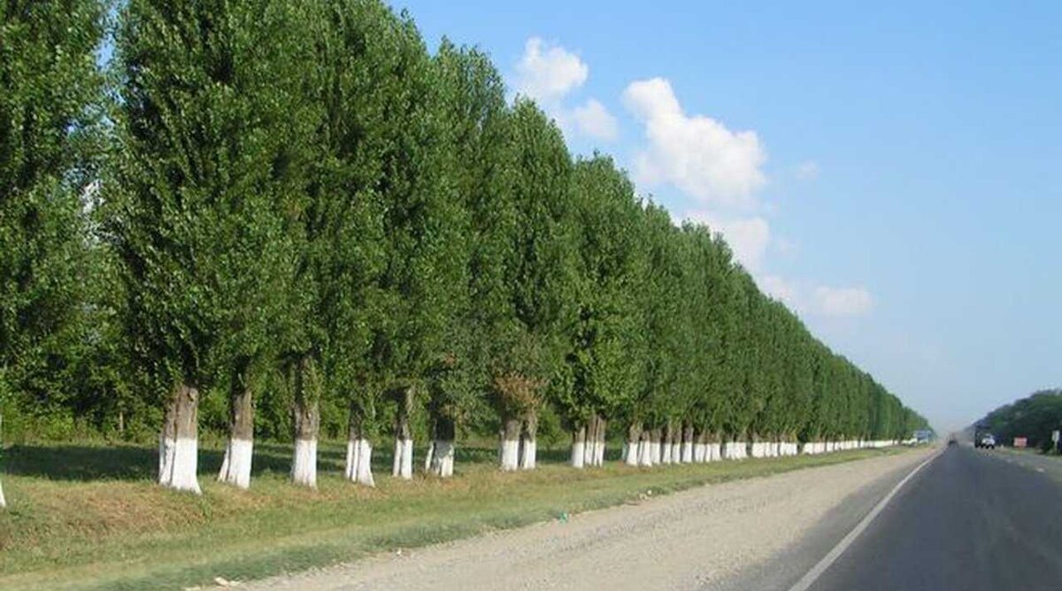 Фото из общедоступной сети Интернет.