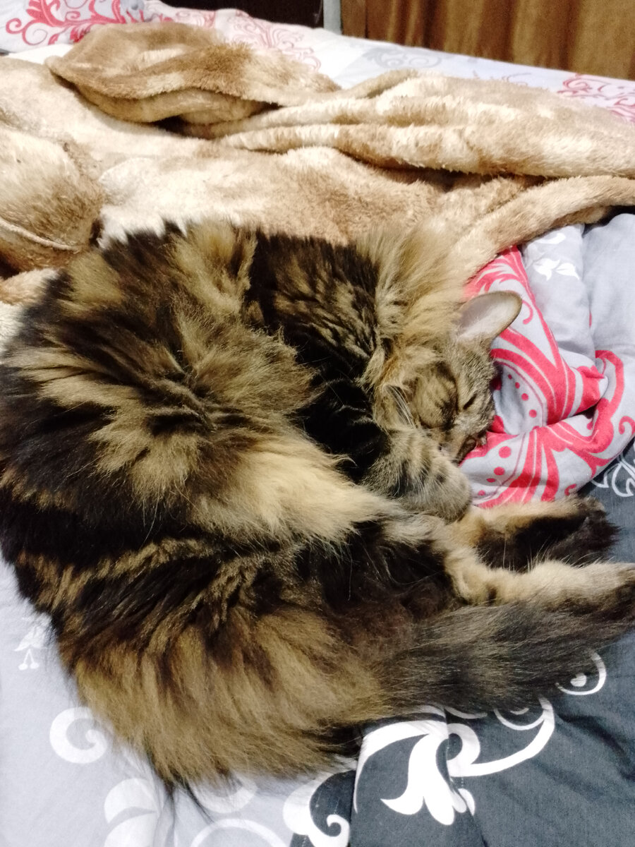 Довольный кот спит