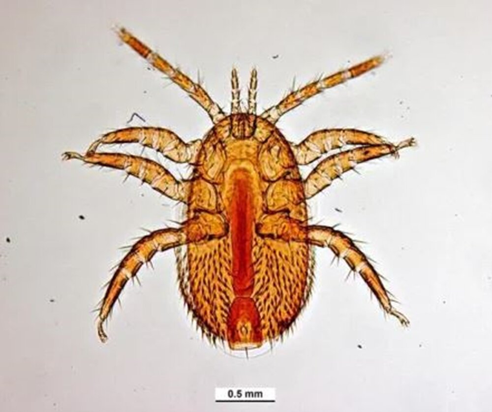 На пасеках России объявился прибывший из Азии клещ тропилелапс, поражающий расплод медоносных пчел