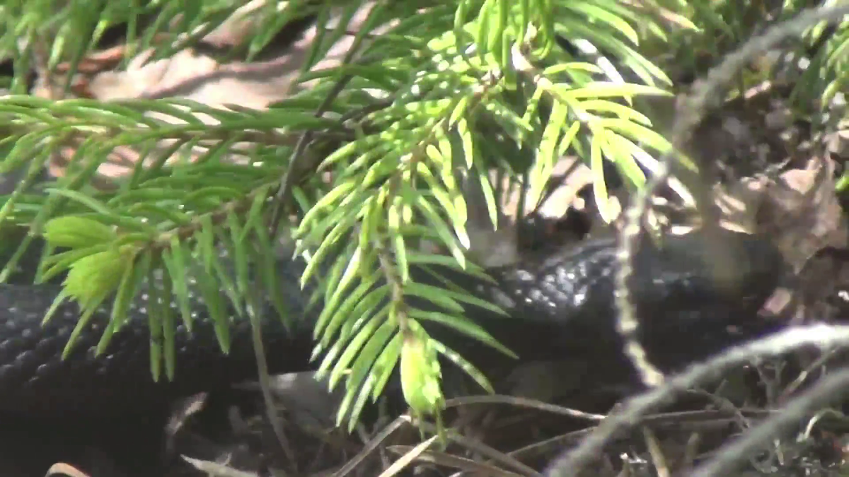Момент Змея высунула язык и заметила меня Змея гадюка никольского живет на скалах в тайге Сибири смотрите на видео в конце статьи