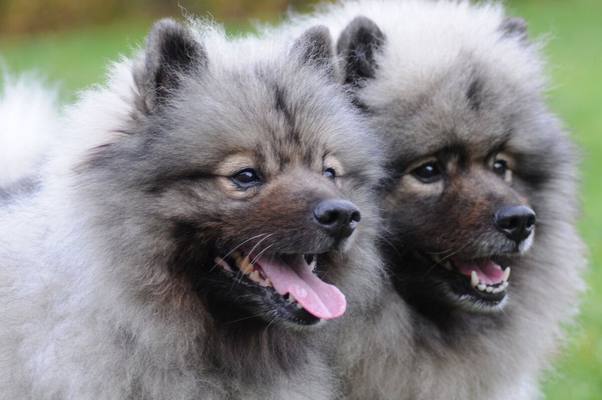 Кеесхонд вольфшпиц : 🐕 описание породы, содержание, характер собак, плюсы и минусы - ГульДог