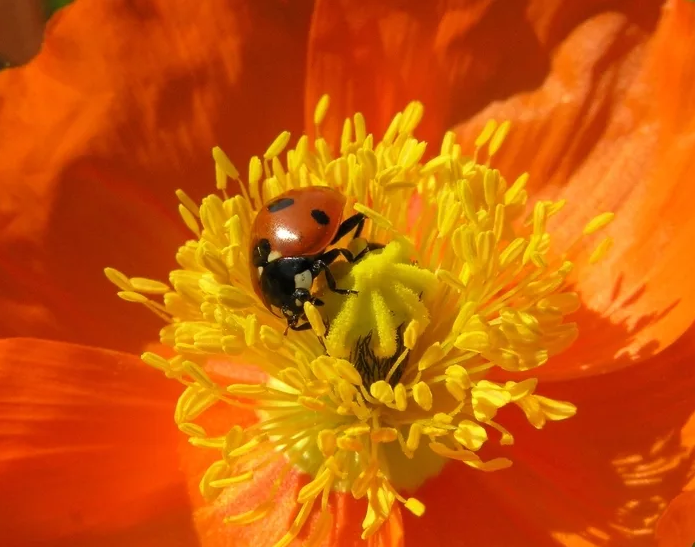 Оранжевый сегодня. Оранжевый сегодня. Оранжевый цветок картинка для детей. День оранжевого настроения. Яркий оранжевый цвет.
