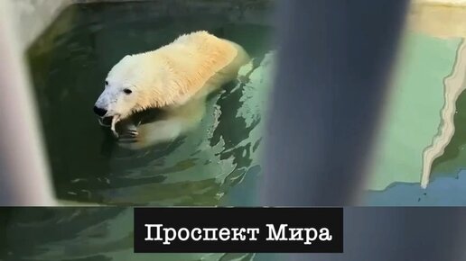 Мишка Диксон настоящий рыбак! В зоопарке ему в бассейн подбрасывают ...