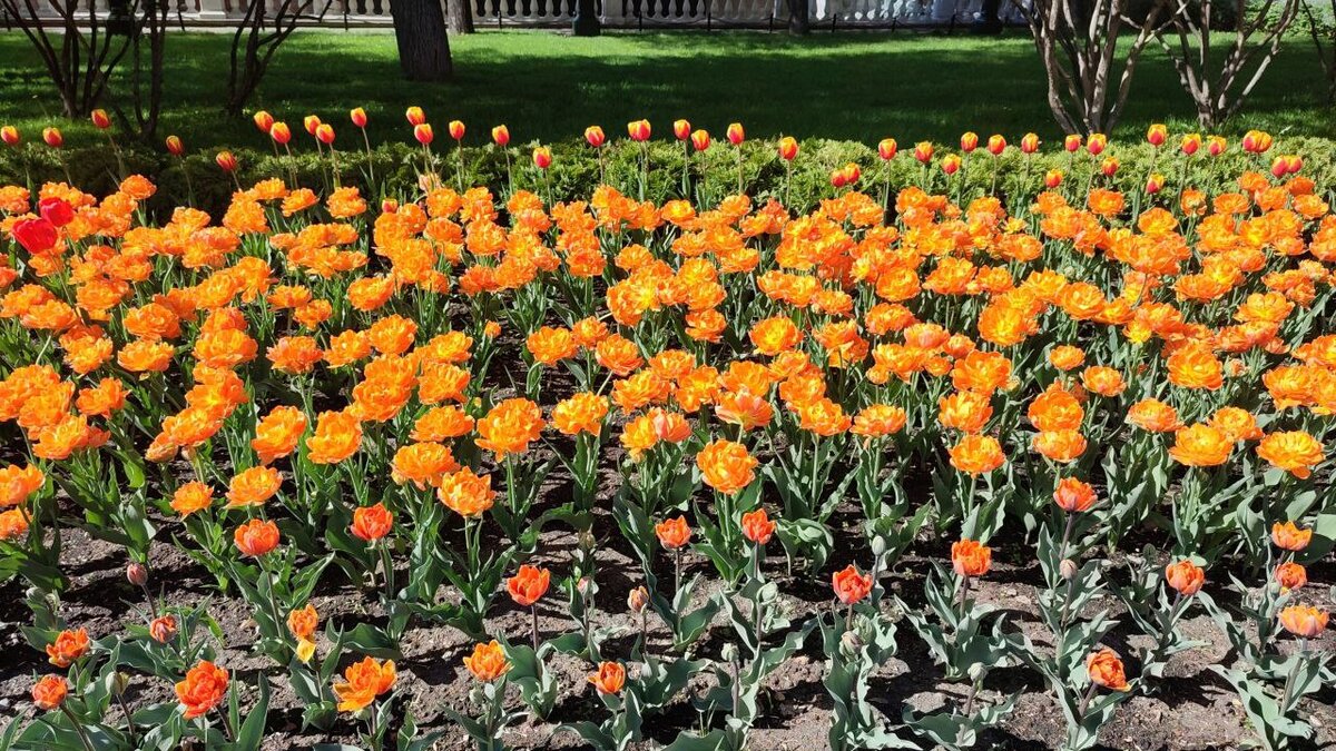 Чтобы иметь стабильный доход - мне нужно стабильно радовать себя впечатлениями. Поэтому я живу там, где мне красиво. Это - сердце Москву, Александровский сад у Кремлевских стен. Здесь в мае всегда цветочное великолепие.