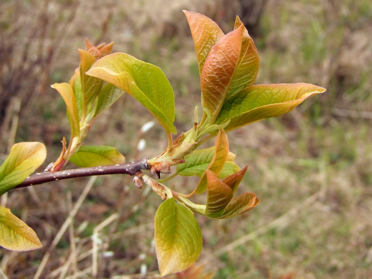 Черемуха весной. Фото: Марина Ворошилова, plantarium.ru