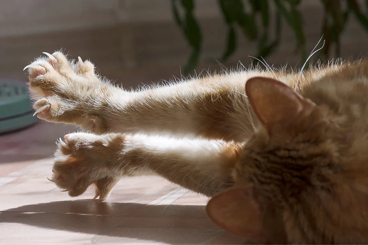 Передние лапы кошки. Кошачья лапа. Кошачья лапа с когтями. Лапа кошки с когтями. Кошачий коготь.